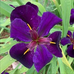 6 Louisiana Iris black Gamecock roots/plants